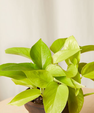 bloomscape_pothos_collection_basalt_neon-pothos-324x389-1 Buy Homeforest Pothos Collection
