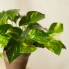 Buy Homeforest Potted Pothos Collection