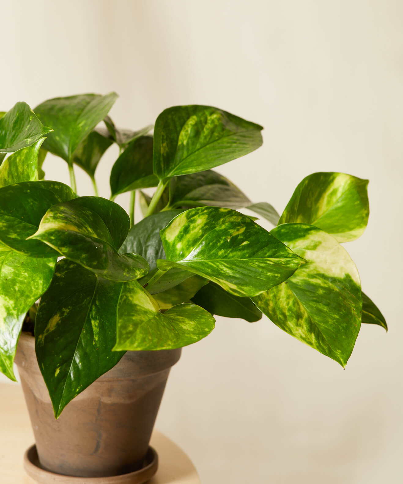 Buy Homeforest Potted Pothos Collection Buy Homeforest Potted Pothos Collection
