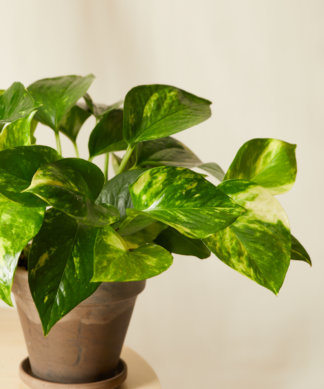 bloomscape_pothos_collection_golden-pothos-324x389-1 Buy Homeforest Potted Pothos Collection