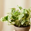 Buy Homeforest Potted Pothos Collection