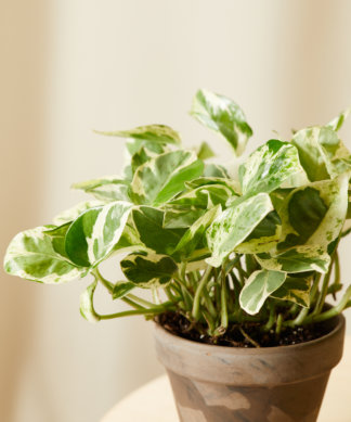 bloomscape_pothos_collection_pearls-jade-324x389-1 Buy Homeforest Potted Pothos Collection