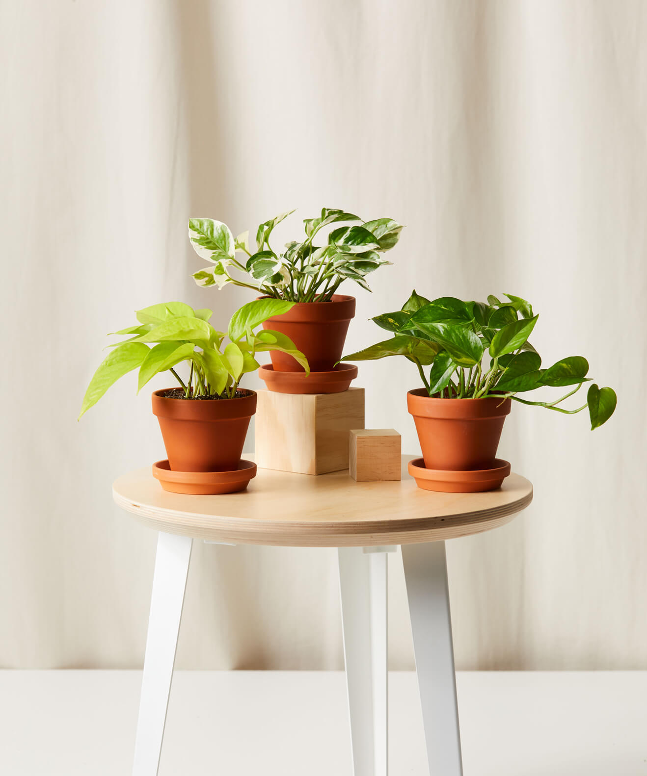 Buy Homeforest Pothos Collection Buy Homeforest Pothos Collection