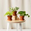 Buy Homeforest Pothos Collection