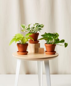 Buy Homeforest Pothos Collection