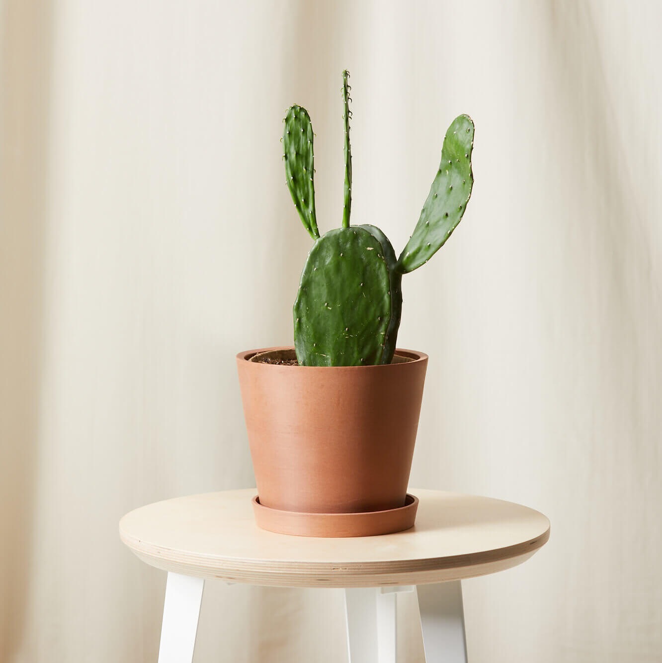 Buy Bloomscape Potted Prickly Pear Cactus