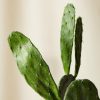 Buy Homeforest Potted Prickly Pear Cactus