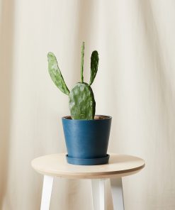 Buy Homeforest Potted Prickly Pear Cactus