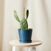 Buy Homeforest Potted Prickly Pear Cactus