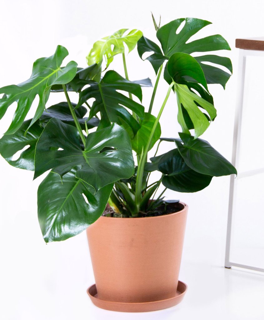 bloomscape_product-monstera-clay-845x1024-2 Buy Bloomscape Potted Monstera Indoor Plant
