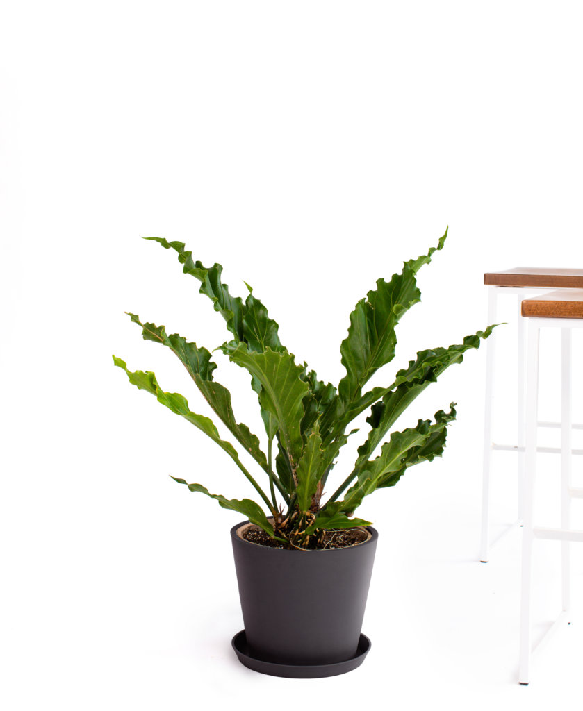 bloomscape_product_anthurium-ruffles_charcoal-839x1024-2 Buy Bloomscape Potted Anthurium Ruffles