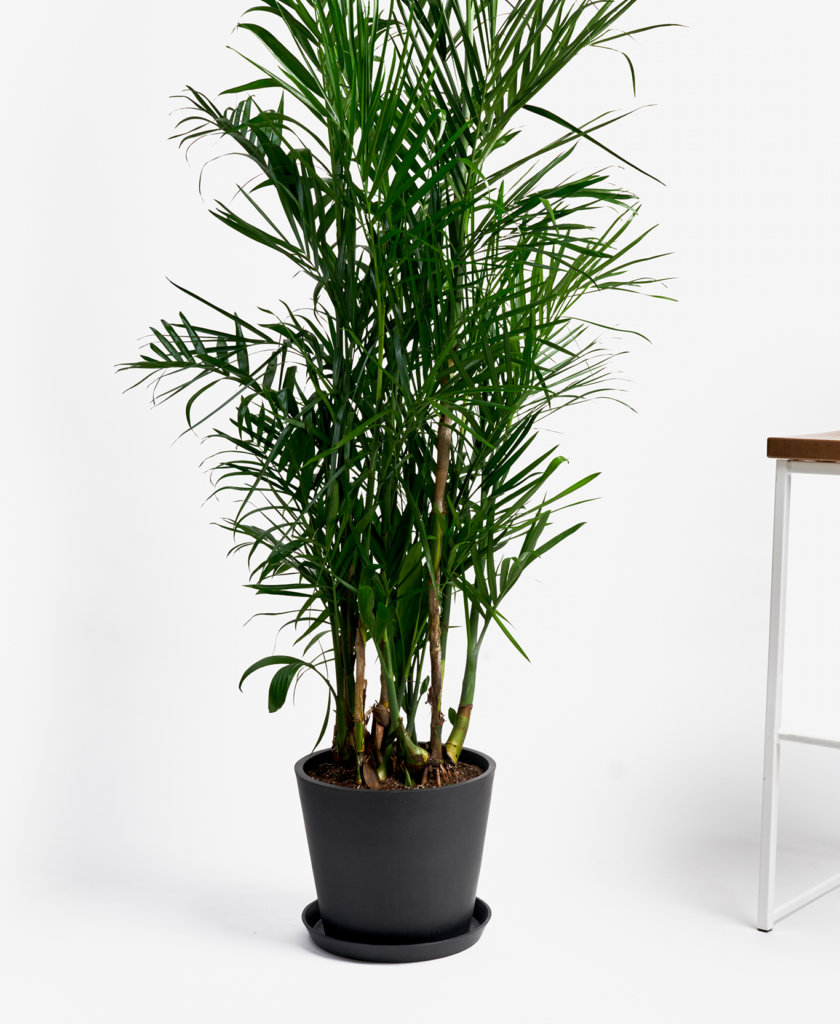 bloomscape_product_bamboo-palm_charcoal-840x1024-2 Buy Bloomscape Potted Bamboo Palm