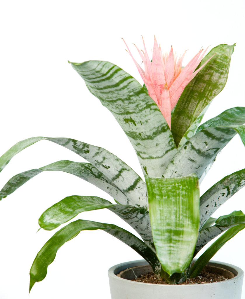 bloomscape_product_bromeliad-aechmea-pink_detail-839x1024-2 Buy Bloomscape Potted Bromeliad Aechmea Pink