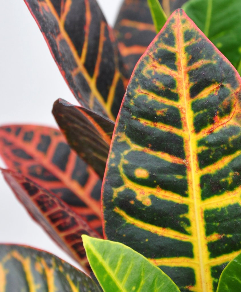 bloomscape_product_croton-petra_detail-845x1024-2 Bloomscape | Houseplant Therapy for Seasonal Depression