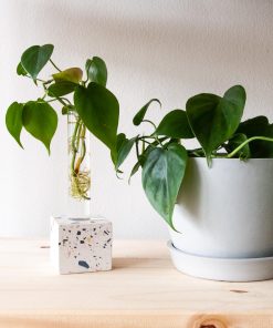Buy Homeforest Grow-How Kit