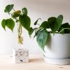 Buy Homeforest Grow-How Kit