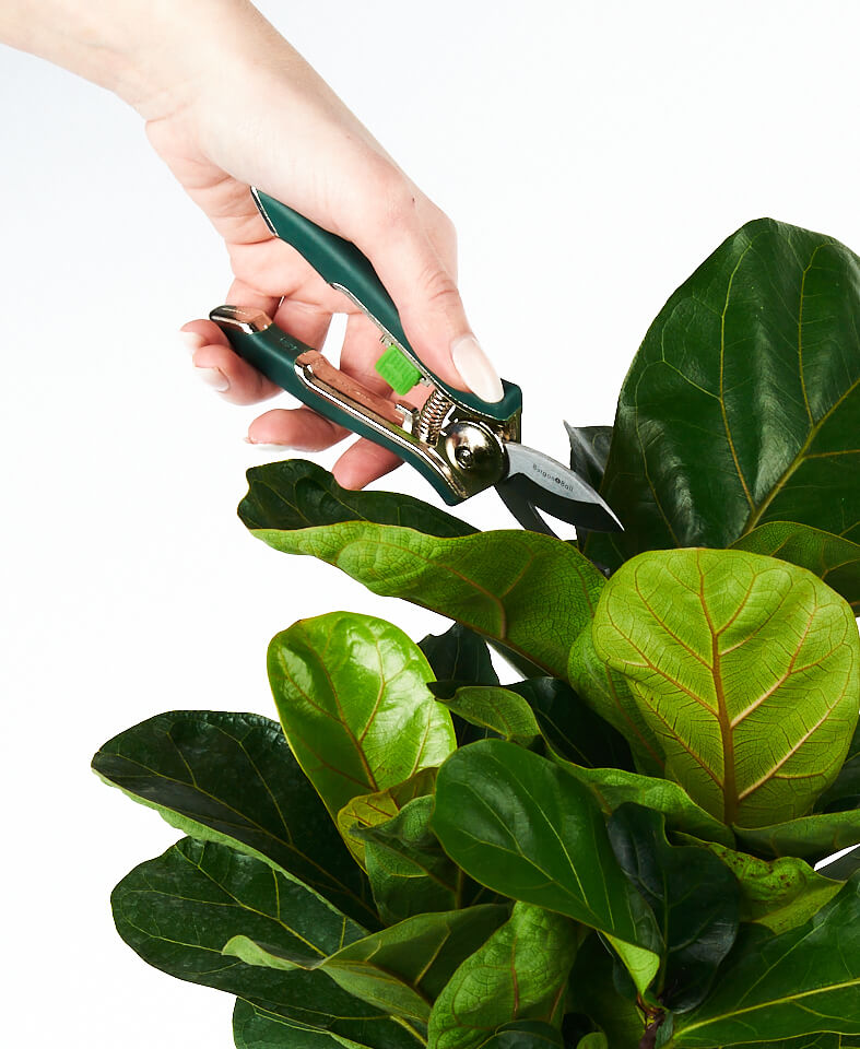 bloomscape_product_houseplant-pruner_action-2 Buy Bloomscape Houseplant Pruner