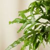 Buy Homeforest Potted Kangaroo Fern