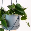 Buy Homeforest Loop Wall Hanger