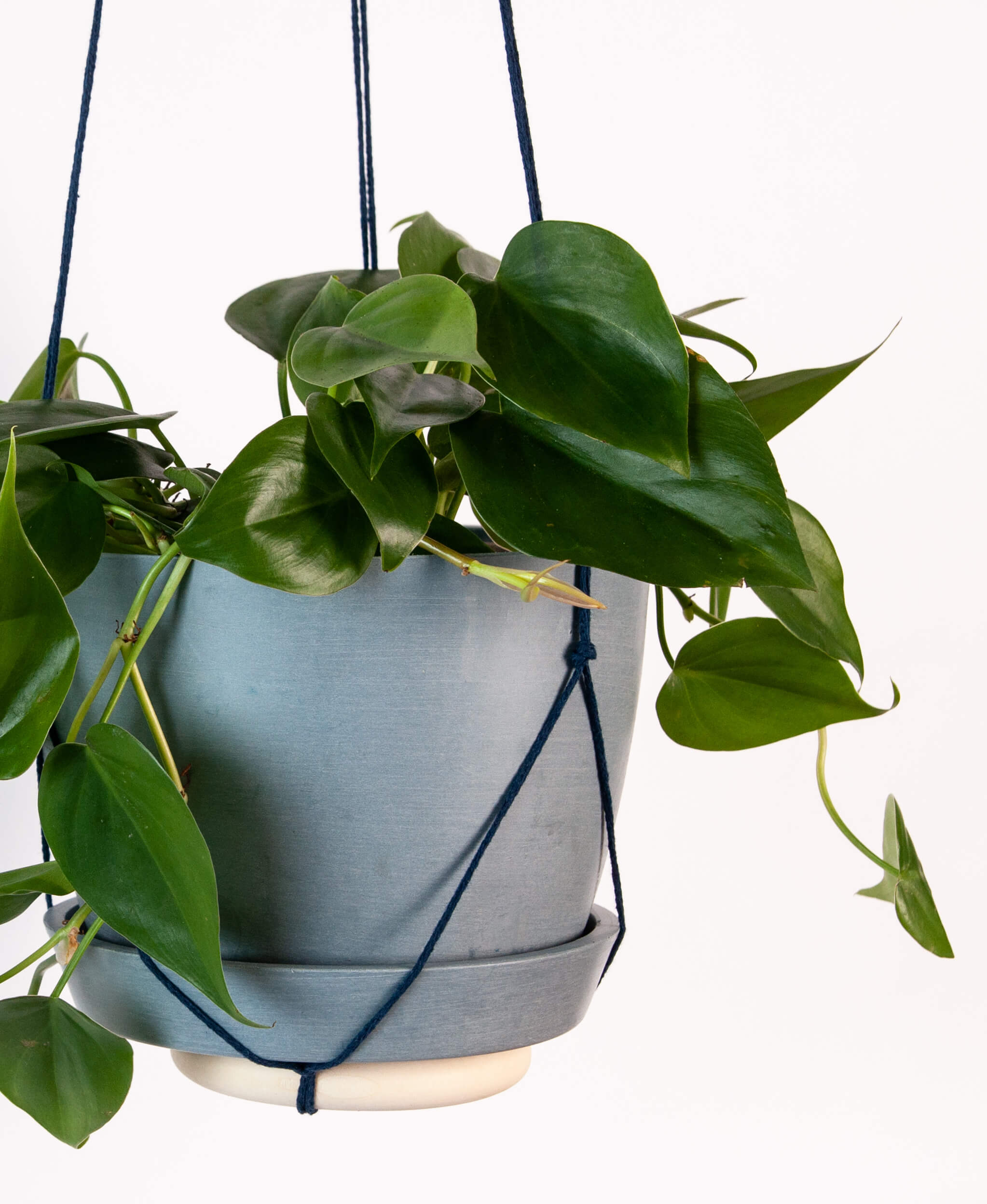 Buy Homeforest Loop Wall Hanger-living-hanger-navy1 Buy Homeforest Loop Wall Hanger