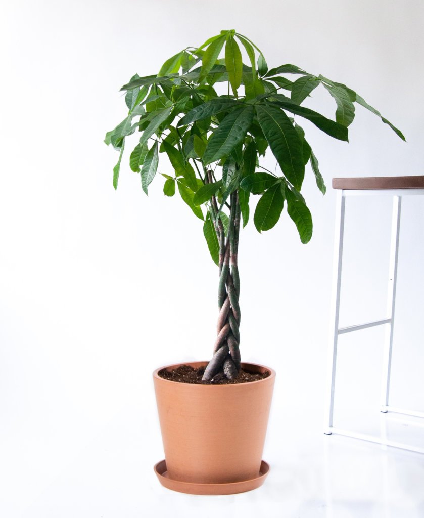 money-tree-plant-symbolism-benefits