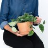 Buy Potted Silver Pothos Plant, Bloomscape