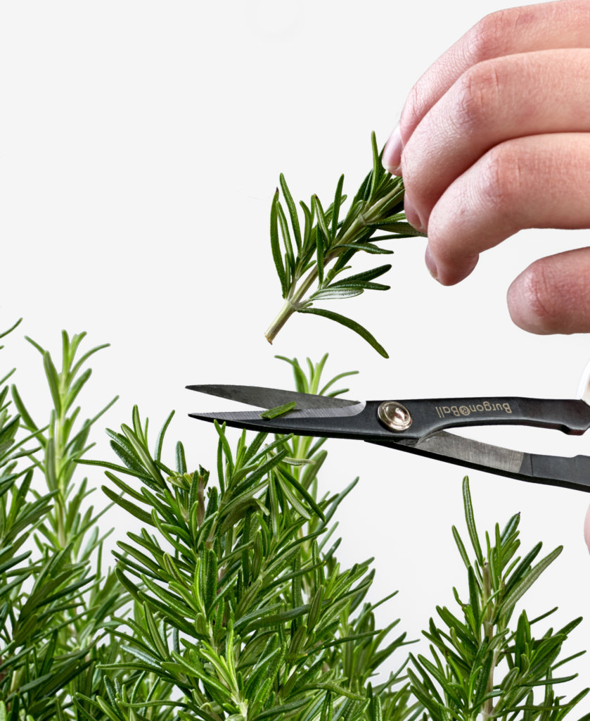 bloomscape_product_pruning-scissors_action-839x1024-2 Buy Bloomscape Pruning Scissors