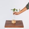 Bloomscape Square Propagation Kit