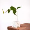 Bloomscape Square Propagation Kit