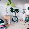 Bloomscape Arch Propagation Kit