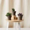 Buy Homeforest Potted Purple Passion Collection