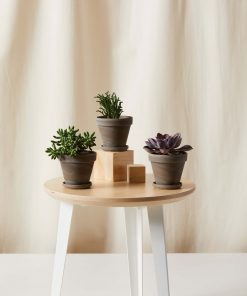 Buy Homeforest Potted Purple Passion Collection