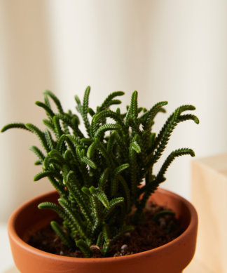 Buy Homeforest Potted Purple Passion Collection