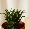 Buy Homeforest Potted Purple Passion Collection