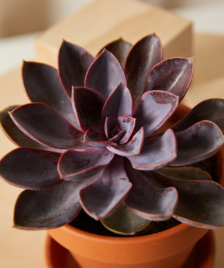 Buy Homeforest Potted Purple Passion Collection