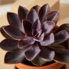 Buy Homeforest Potted Purple Passion Collection
