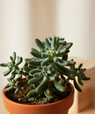 Buy Homeforest Potted Purple Passion Collection