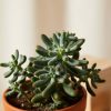 Buy Homeforest Potted Purple Passion Collection