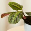 Buy Homeforest Potted Red Prayer Plant