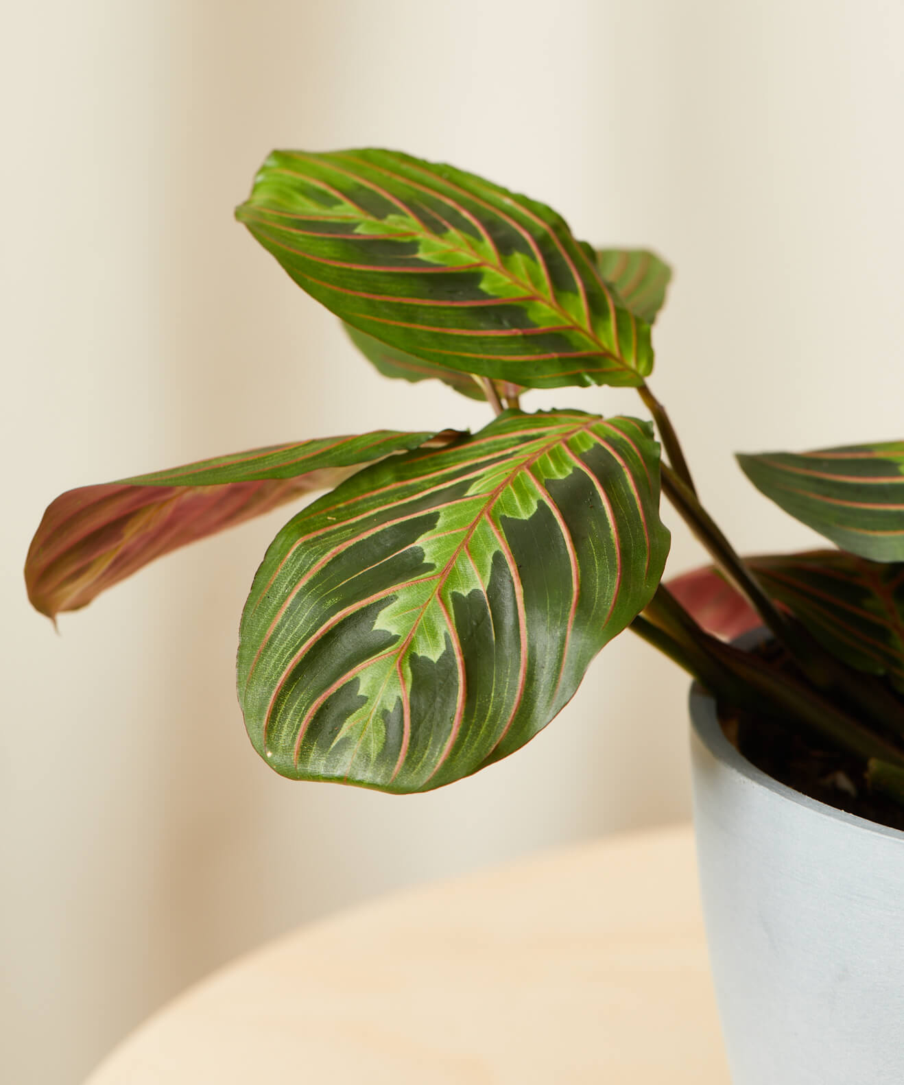 Buy Homeforest Potted Red Prayer Plant Buy Homeforest Potted Red Prayer Plant