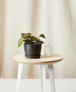 Red Prayer Plant