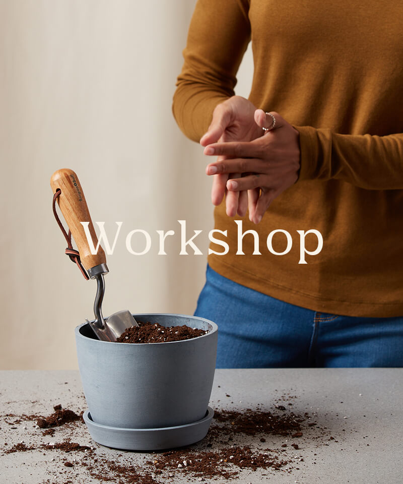 bloomscape_rookie-plant-workshop