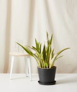 Bloomscape Large Sansevieria Lauren potted in Charcoal Ecopot.