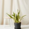 Bloomscape Large Sansevieria Lauren potted in Charcoal Ecopot.
