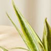 Buy Homeforest Potted Sansevieria Lauren