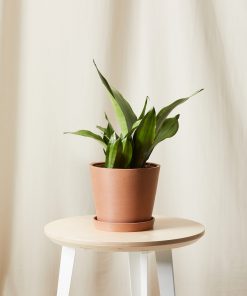 Buy Homeforest Potted Sansevieria Moonshine