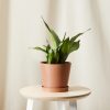 Buy Homeforest Potted Sansevieria Moonshine