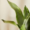 Buy Homeforest Potted Sansevieria Moonshine