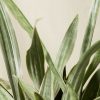 Buy Homeforest Potted Sansevieria Sayuri