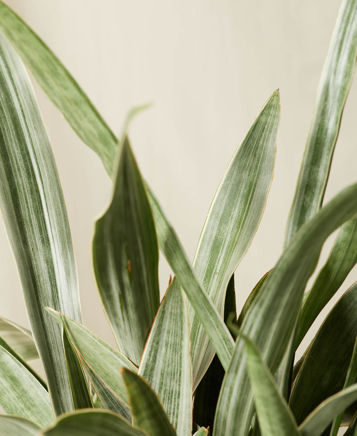 Buy Homeforest Potted Sansevieria Sayuri Buy Homeforest Potted Sansevieria Sayuri